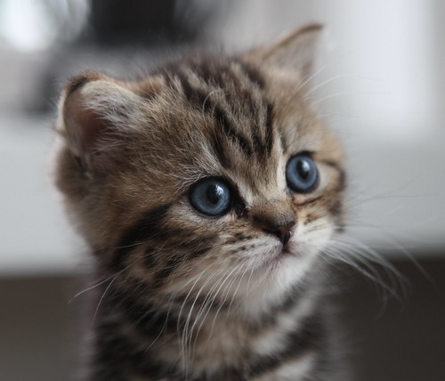 Image of a small cat